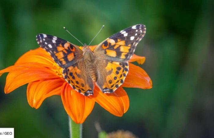 The secret of butterfly migration is written in pollen