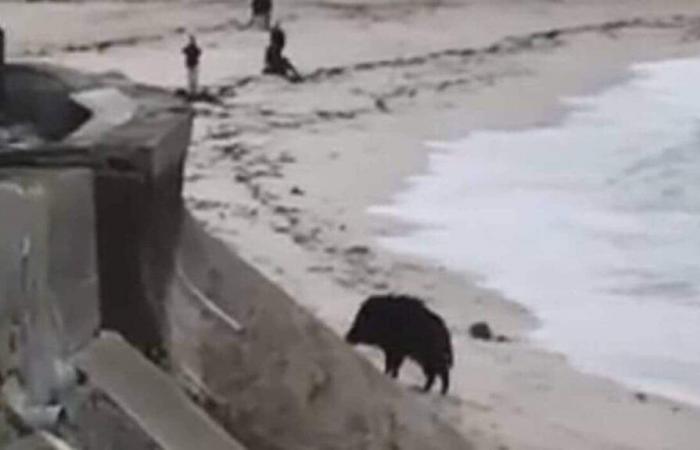 VIDEO. In Larmor-Plage, a wild boar takes a sea bath