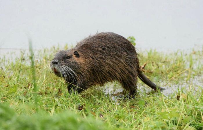 Coypus and muskrats in the English Channel: how to eliminate them?