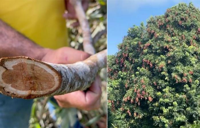 Lychee thefts from farms in Reunion: “We make rounds until 11 p.m. to monitor” – LINFO.re