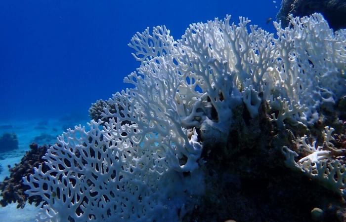 Rich microbial life key to reef health – Red Sea coral study