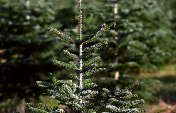 Price, conservation… Is it already the right time to buy your Christmas tree?