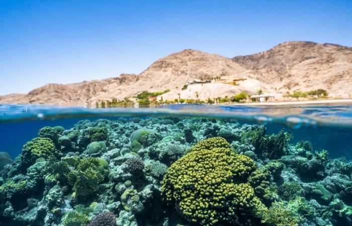 Rich microbial life key to reef health – Red Sea coral study