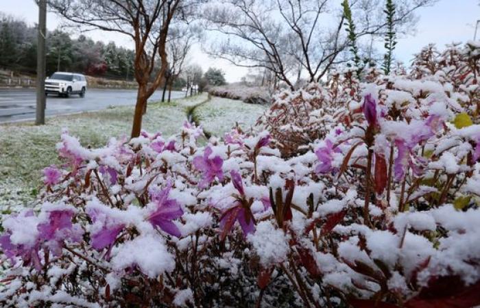 Heavy snow turns Korea into winter wonderland — in pictures