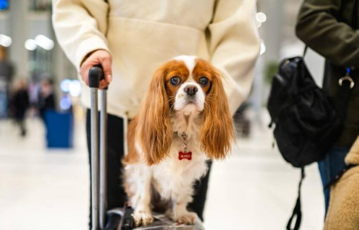 four questions around the transport of pets by plane – Libération