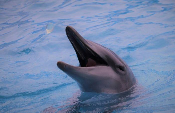 A dolphin who had lived alone for years off the coast of Denmark was wiretapped. The recorded “conversation” is unprecedented