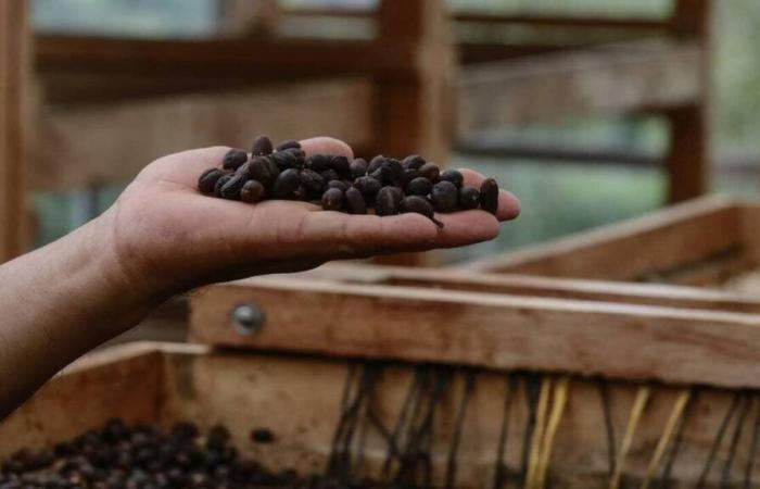 Arabica coffee price hits record high, highest since 1977