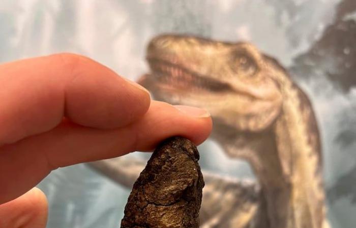 The supremacy of dinosaurs told through their stomachs