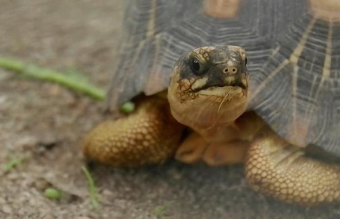 A thousand seized turtles and lemurs will be repatriated to Madagascar – rts.ch