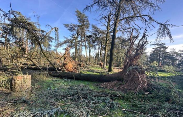 Lyon. This park devastated by violent winds: discover our impressive images