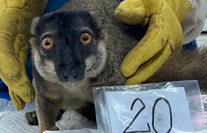 A thousand seized turtles and lemurs will be repatriated to Madagascar – rts.ch