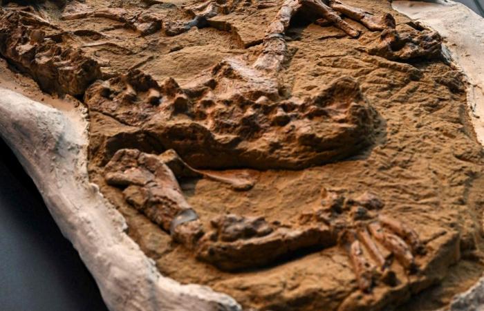 Peru | Discovery of a rare saltwater crocodile fossil over 10 million years old