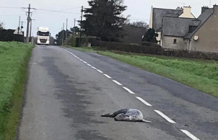 A seal found dead in the middle of a road in Brittany…