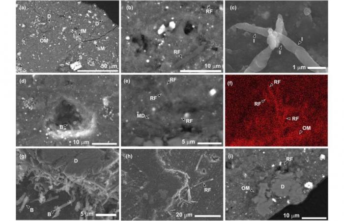 There is unexpected life in this piece of asteroid