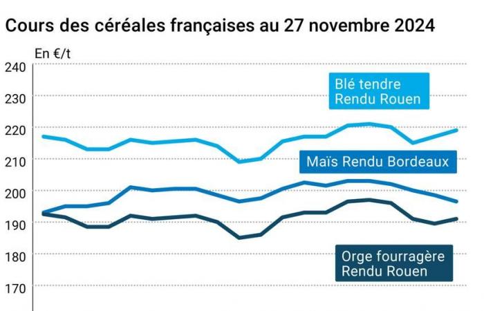 COTidienne | Cereals – Wheat and corn prices on Euronext continue to decline, due to strong international competition