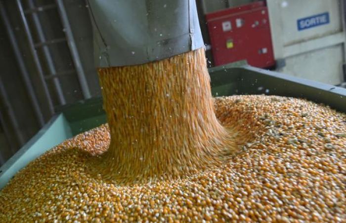 Imports of Ukrainian corn seeds have “exploded” in France