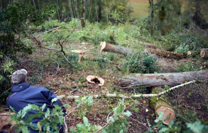 RTL Infos – “Heartbreaking”: Hundred-year-old oaks stolen in the Meuse