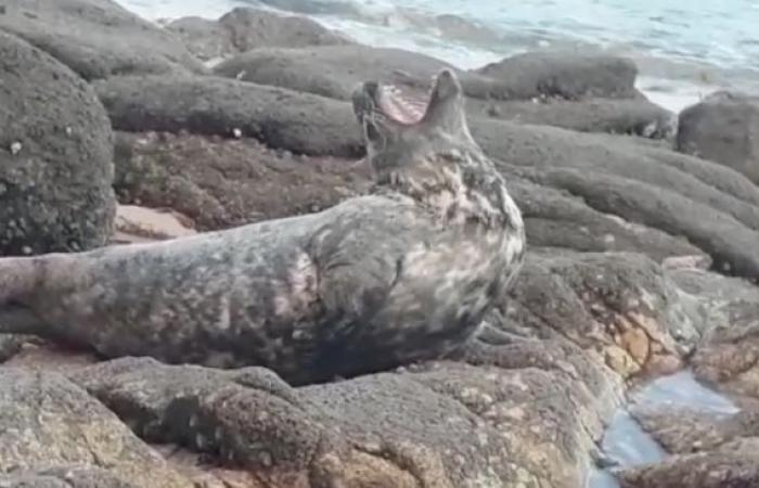 A dead seal found on the road in Côtes d'Armor