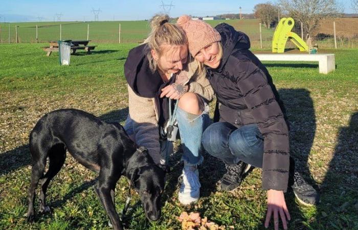 Disappearance of Amalka at Roissy-Charles de Gaulle airport: “She threw herself into the arms of her mistress”, the young dog finally found