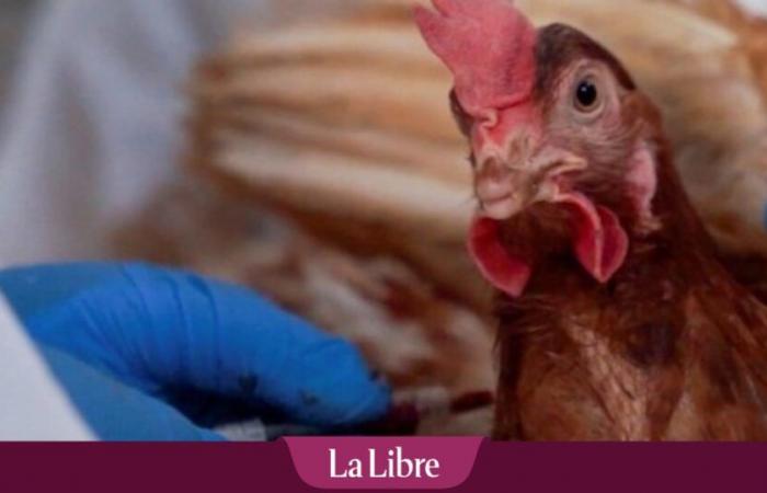 Avian flu: scientists are concerned about a possible mutation of the virus