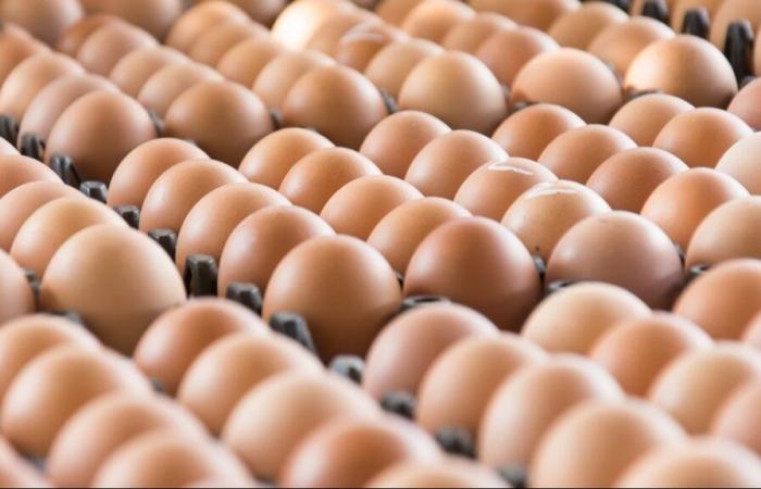 Costco Kirkland Signature pasture raised eggs product recall