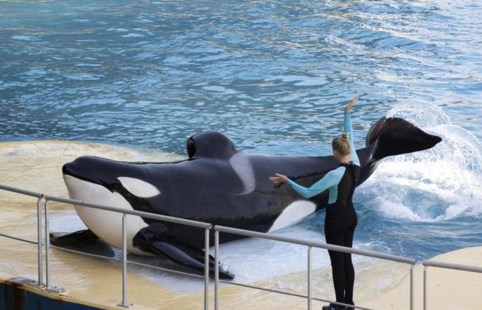 What fate for the orcas Wikie and Keijo? “They will not be able to survive alone in the wild”