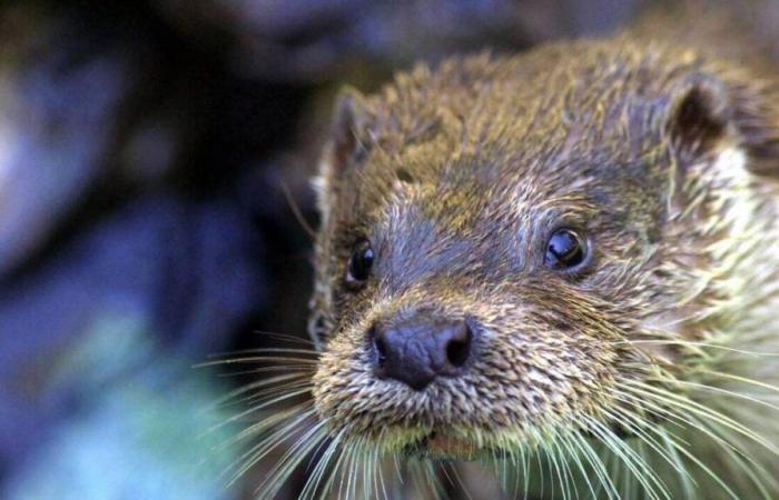 In search of otter droppings in the Orne: the species is established “sustainably”