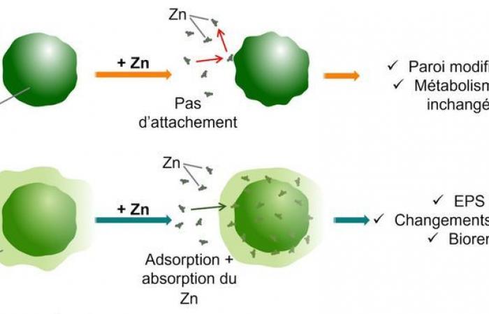 Parachlorella kessleri, a microalgae that eats heavy metals