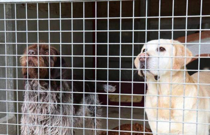 In Manche, an animal shelter wants one of its counterparts to cease its activities