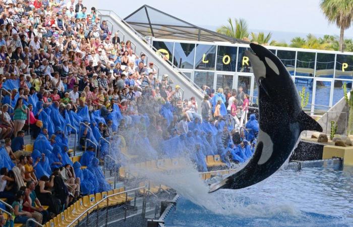 Captivity had made her “crazy”, the orca Keto, who had killed her trainer, died