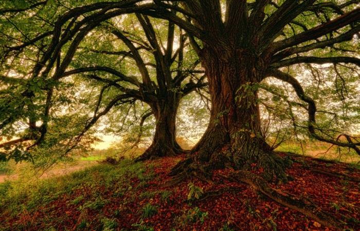 Looters attack century-old oaks, a real “heartbreak”