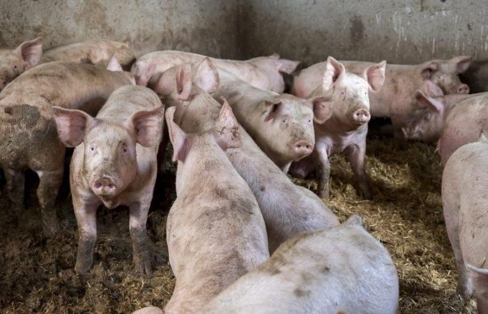 The teenager catches him setting fire to the pigsty: he knocks her out and leaves her to be eaten by the pigs