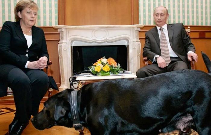 Dog incident: Putin to Merkel: “Excuse me, I didn't mean to cause you pain