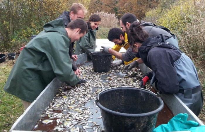 Indre: shooting authorized against great cormorants which decimate the production of fish farmers