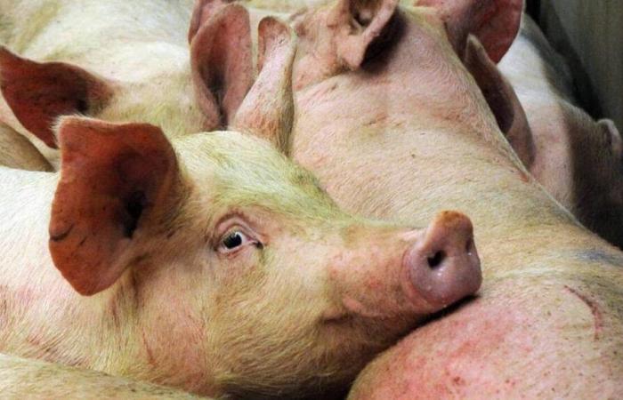 The two Morbihan pig farms denounced by L214 have been placed in liquidation