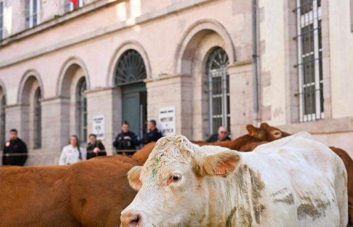 More than a hundred farmers erect a wall in front of the Inrae institute in Paris