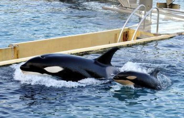 What fate for the orcas Wikie and Keijo? “They will not be able to survive alone in the wild”