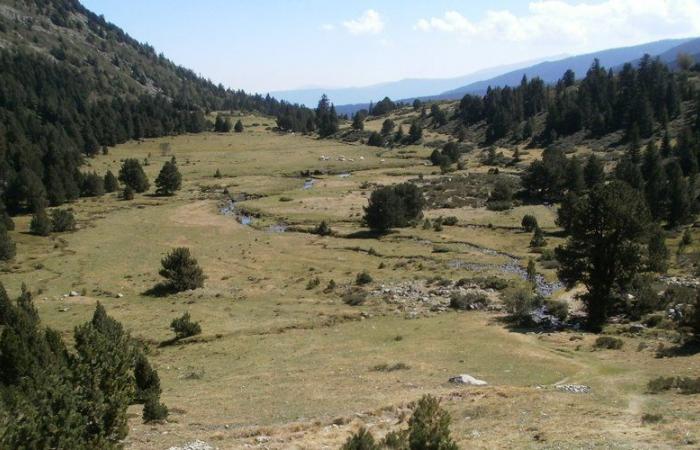 Montbel. Brice, a cowherd attacking the Pyrenees