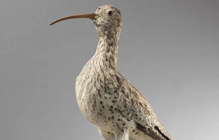 The slender-billed curlew has not been seen with certainty since 1995 in Morocco