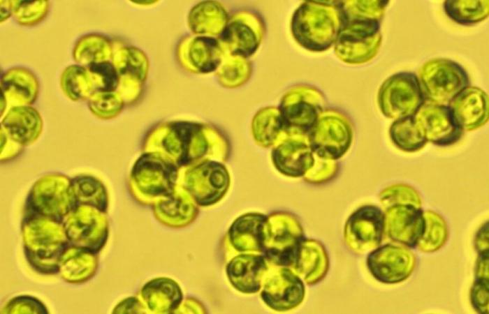 Parachlorella kessleri, a microalgae that eats heavy metals