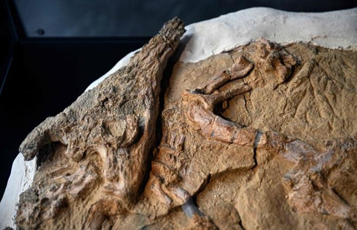 Peru | Discovery of a rare saltwater crocodile fossil over 10 million years old