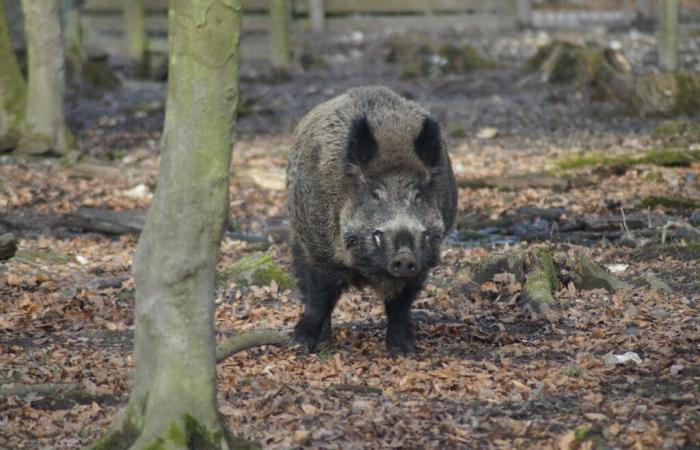 the anger of these farmers against wild boars