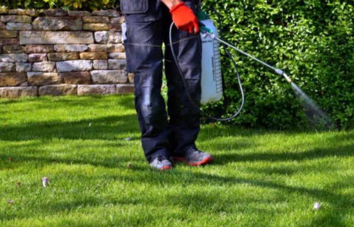 “It’s the Wild West”: harmful pesticides on Quebec lawns