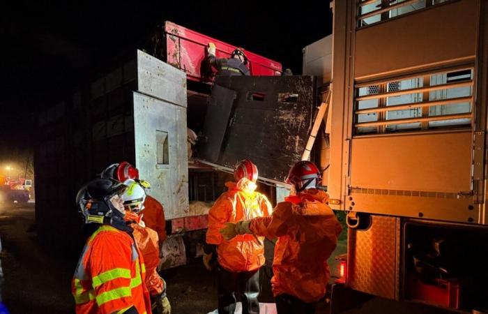 A truck full of pigs overturns in Morbihan, impressive images