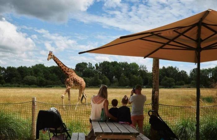 In Morbihan, a new space is under construction at the Branféré animal park