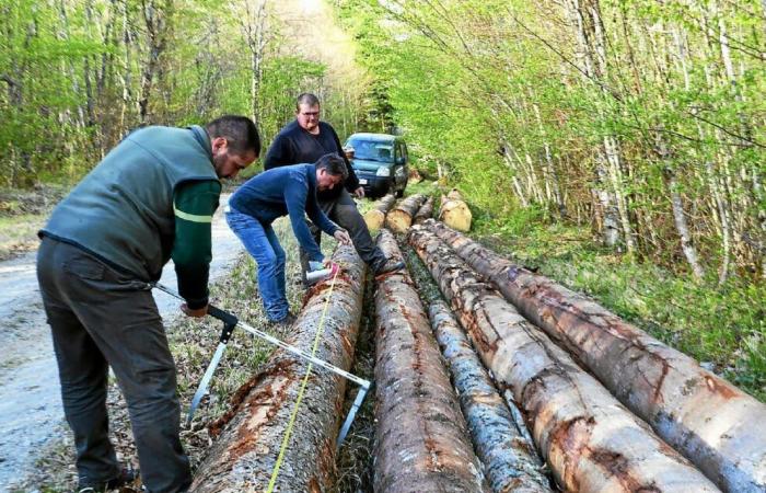 In Haute-Marne, another form of forest management, “closer to nature”