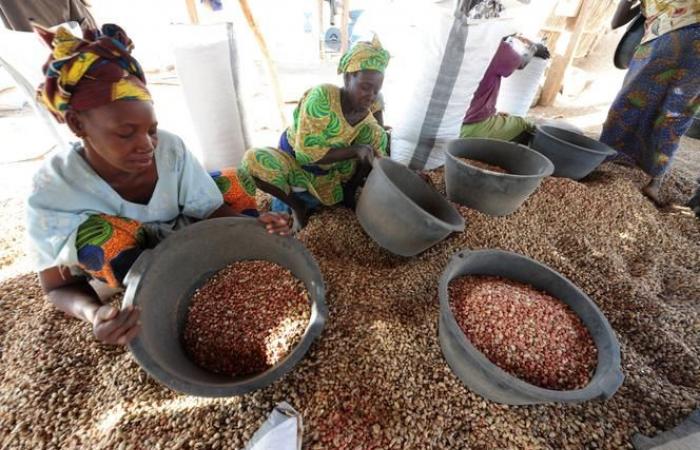 Why Senegal wants to reduce its peanut exports