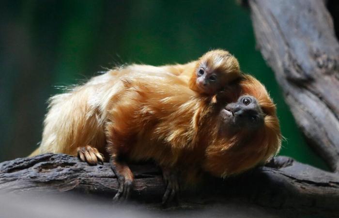 three golden monkeys from China arrive in France