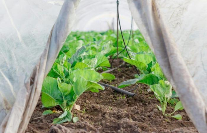 The greenhouses of a market gardener in Vendée destroyed by the storm Caetano, a fundraiser launched to help him