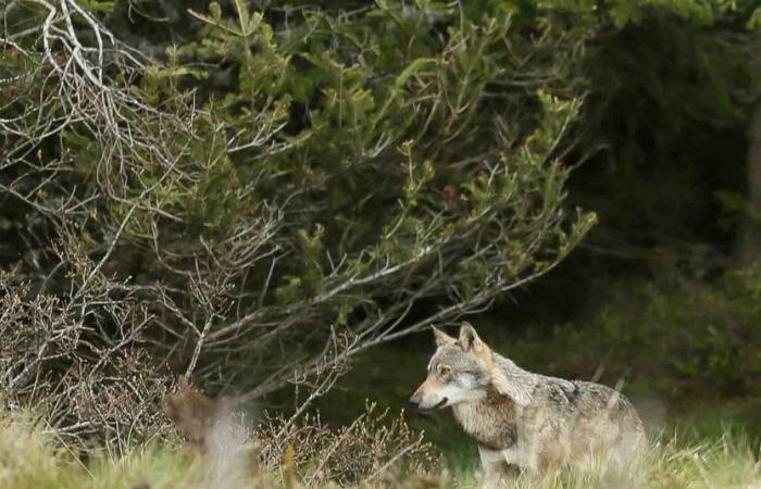 In the footsteps of the wolf in Puy-de-Dôme | Agriculture Massif central